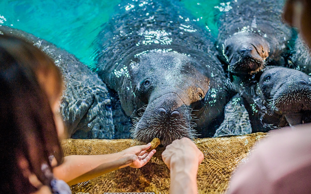 Feeding manatees at River Wonders attraction.