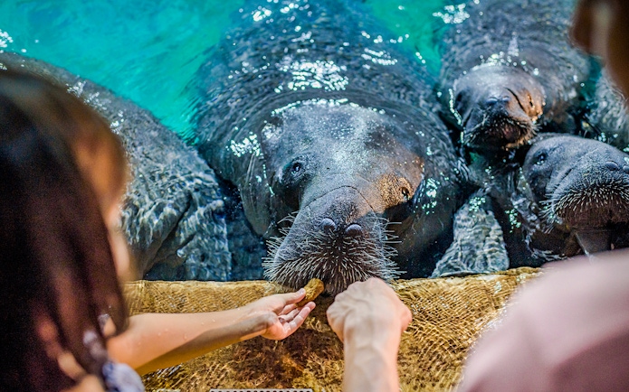 Feeding manatees at River Wonders attraction.