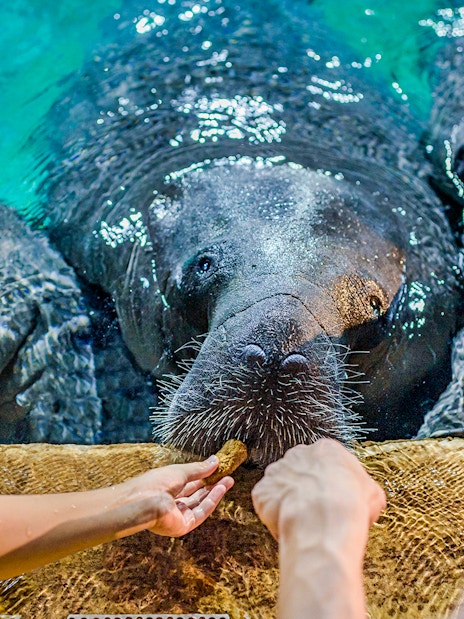 Feeding manatees at River Wonders attraction.