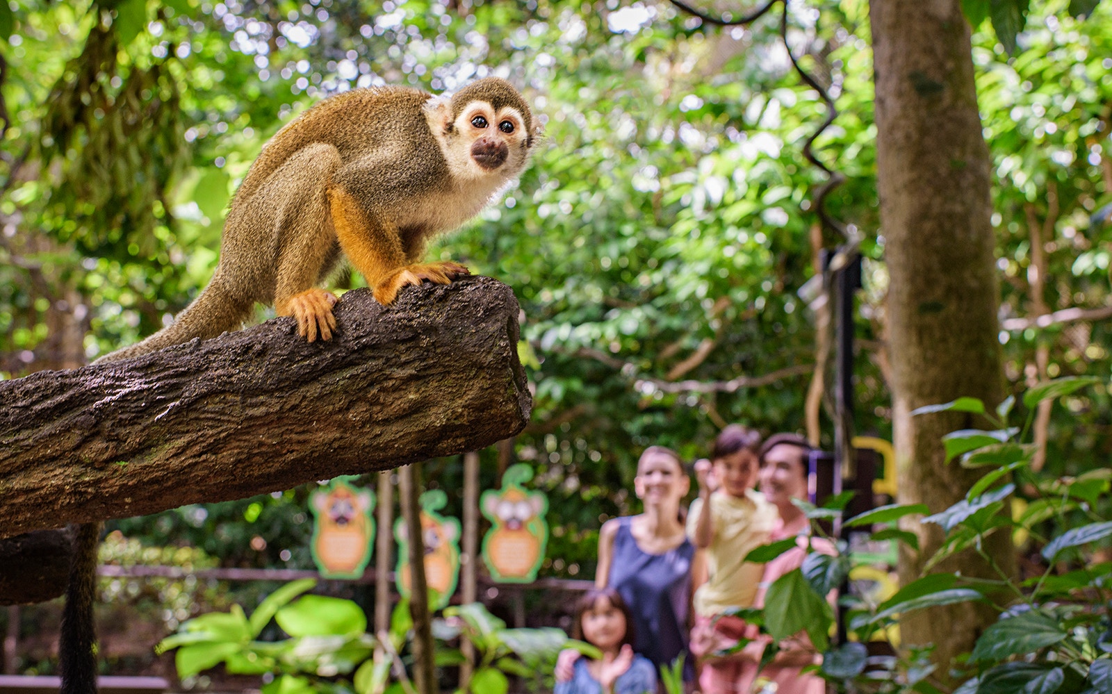 Family observing a monkey on a branch at River Wonders, Singapore.