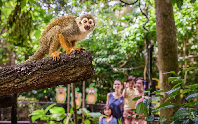 Family observing a monkey on a branch at River Wonders, Singapore.