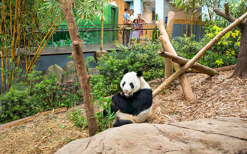 Panda eating bamboo at River Wonders exhibit with visitors in the background.