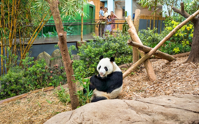 Panda eating bamboo at River Wonders exhibit with visitors in the background.