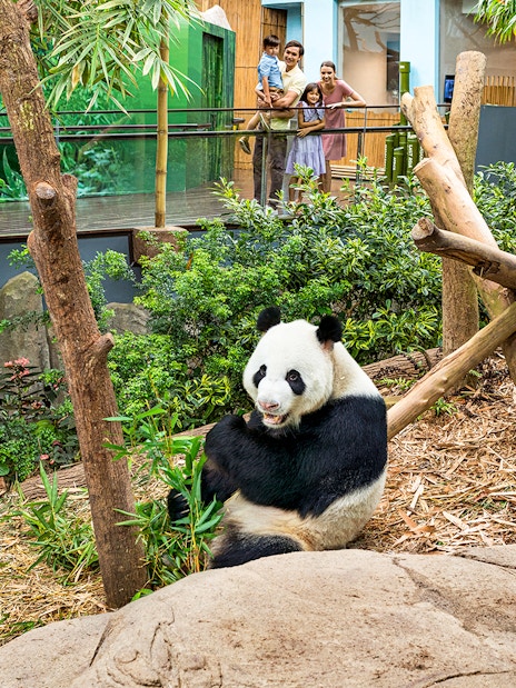 Panda eating bamboo at River Wonders exhibit with visitors in the background.