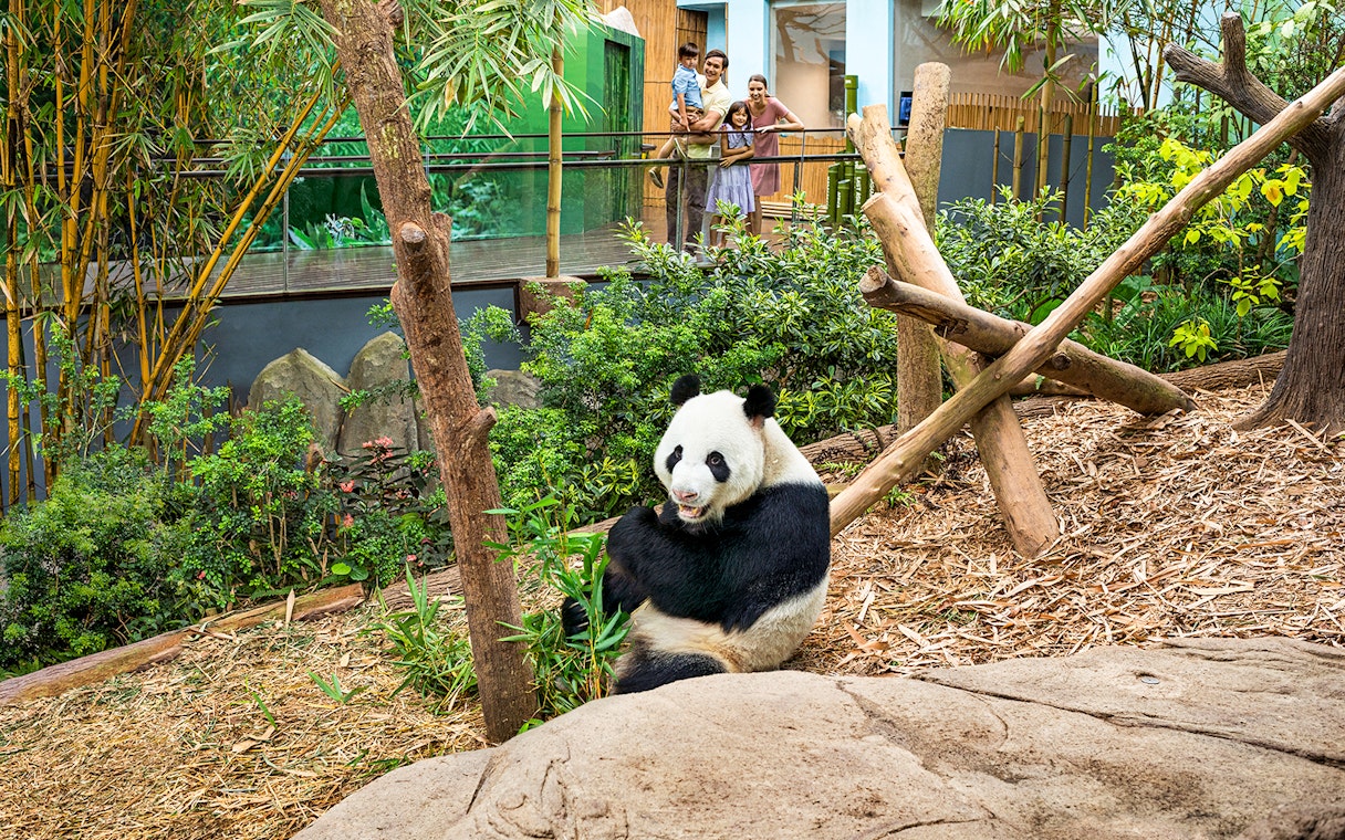 Panda eating bamboo at River Wonders exhibit with visitors in the background.