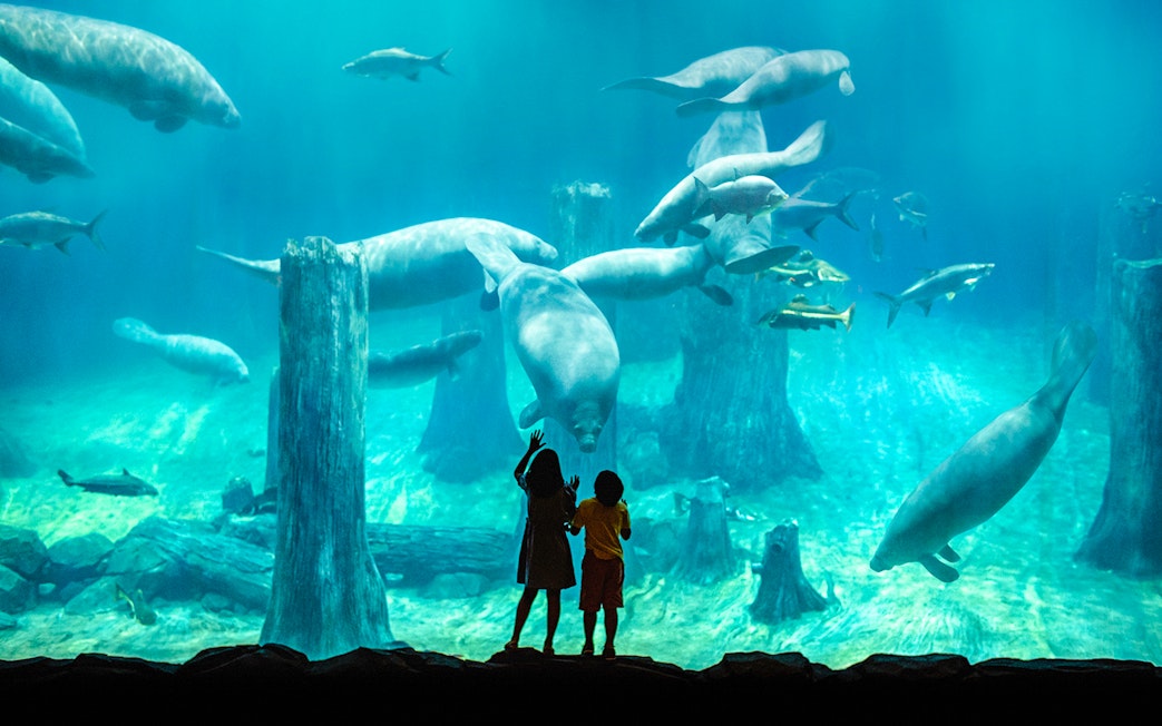 Children observing manatees at River Wonders, Singapore.