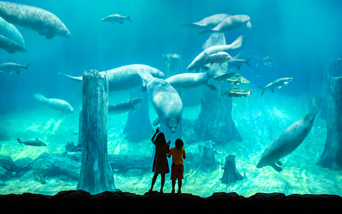 Children observing manatees at River Wonders, Singapore.