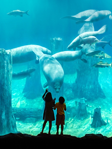 Children observing manatees at River Wonders, Singapore.