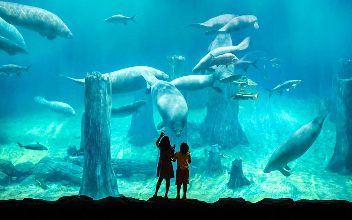 Children observing manatees at River Wonders, Singapore.