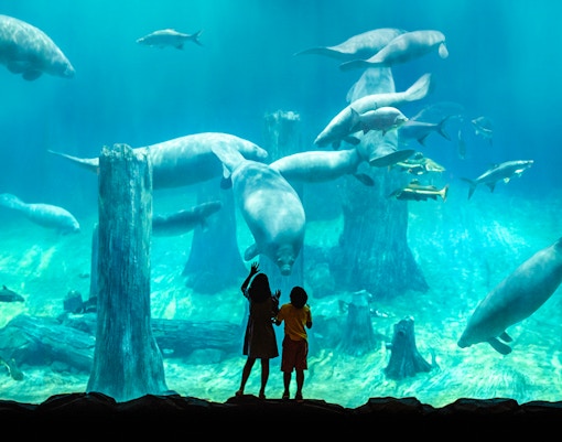 Mandai Wildlife Reserve - River Wonders