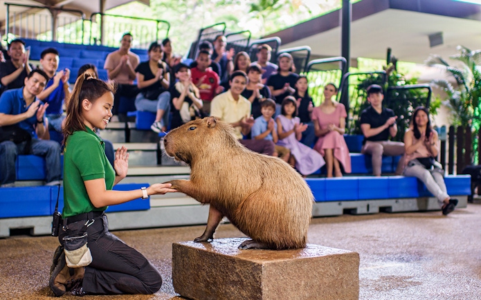 Capybara interacting with a trainer during a show at River Wonders, audience clapping in background.