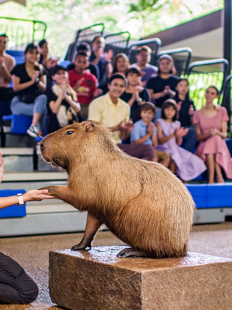 Capybara interacting with a trainer during a show at River Wonders, audience clapping in background.