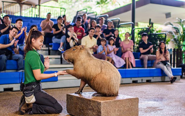 Capybara interacting with a trainer during a show at River Wonders, audience clapping in background.