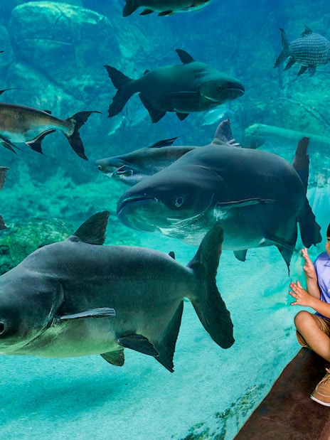 Family observing fish in an aquarium at Singapore River Wonders.