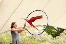 Best Things to do in Singapore - Jurong Bird Park - 3