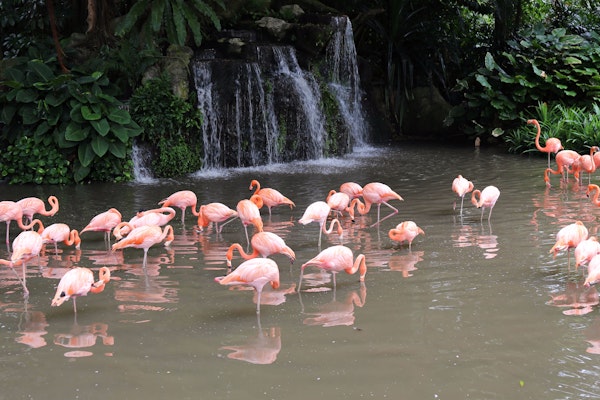 Jurong Bird Park reopening Post Coronavirus