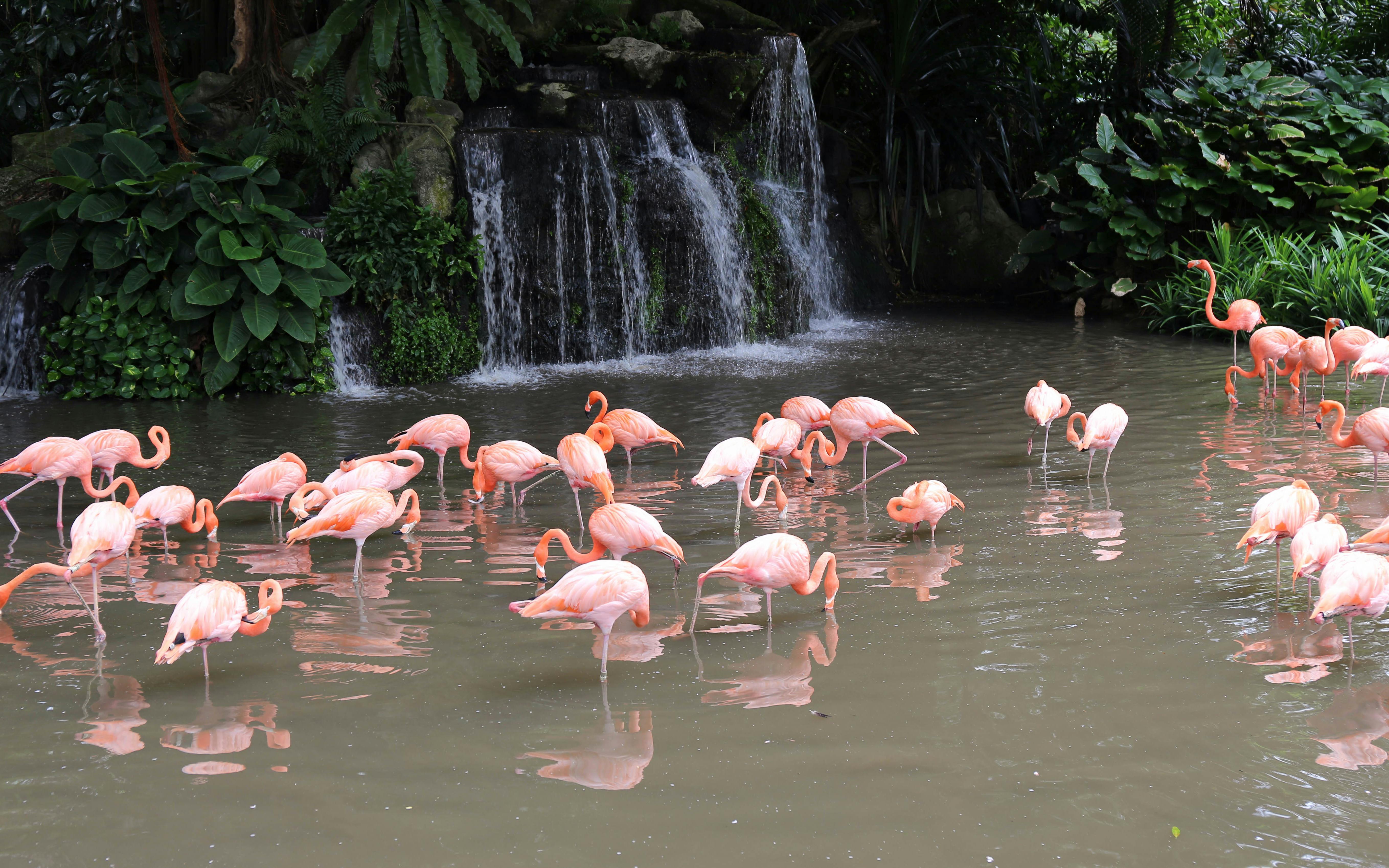 Jurong Bird Park Tickets & Birds