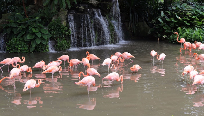 Jurong Bird Park Opening Hours