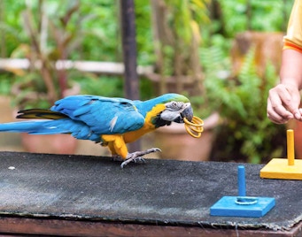 Jurong Bird Park Singapore