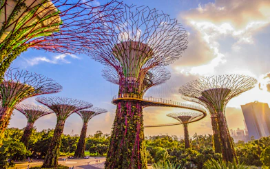 Supertree Grove with walkway at Gardens by the Bay, Singapore, near Flower Dome.