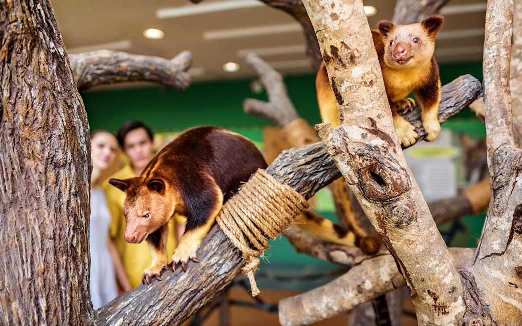 Tree kangaroos on branches with visitors in the background at Singapore Zoo.