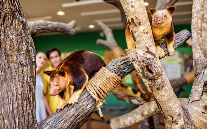 Tree kangaroos on branches with visitors in the background at Singapore Zoo.