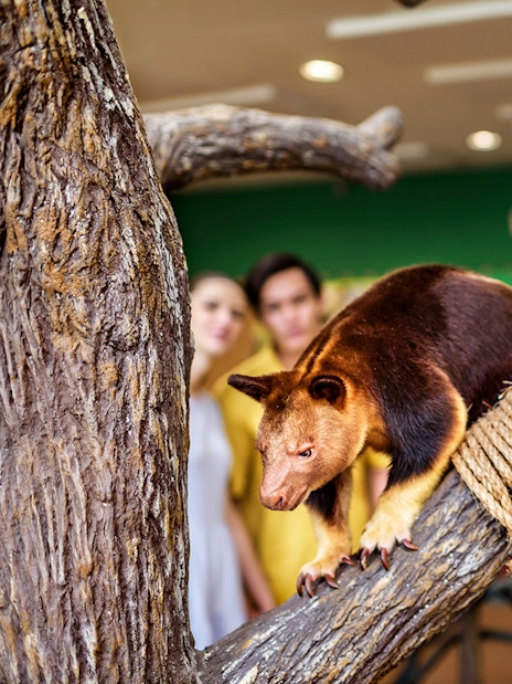 Tree kangaroos on branches with visitors in the background at Singapore Zoo.