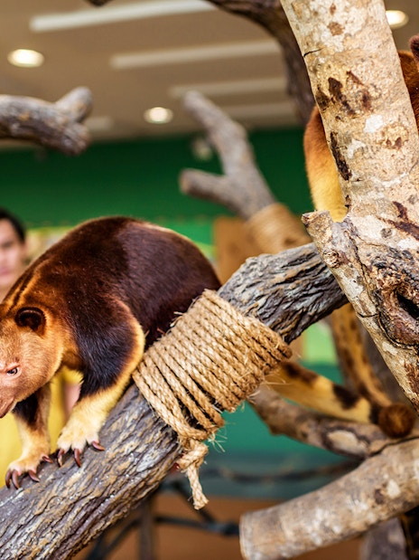 Tree kangaroos on branches with visitors in the background at Singapore Zoo.