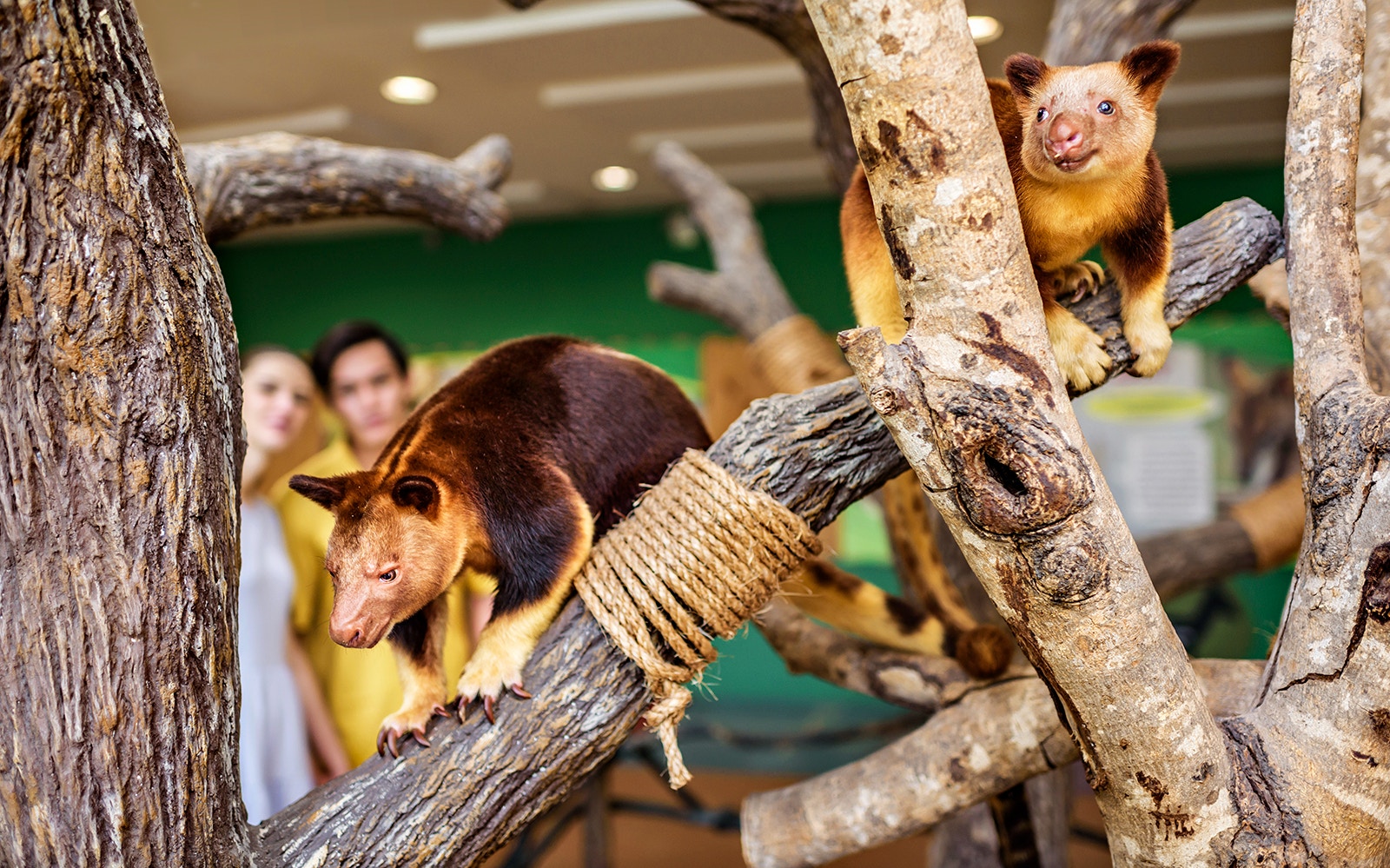 Visitors watching orangutans in a lush, naturalistic setting at Singapore Zoo.