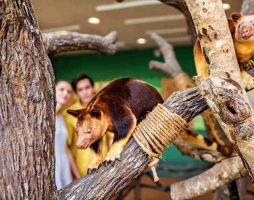 Tree kangaroos on branches with visitors in the background at Singapore Zoo.