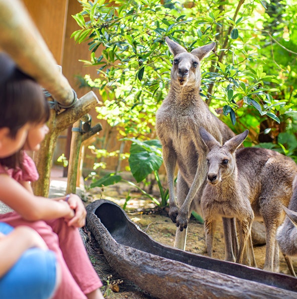 Witness spectacular shows and animal presentations at Singapore Zoo
