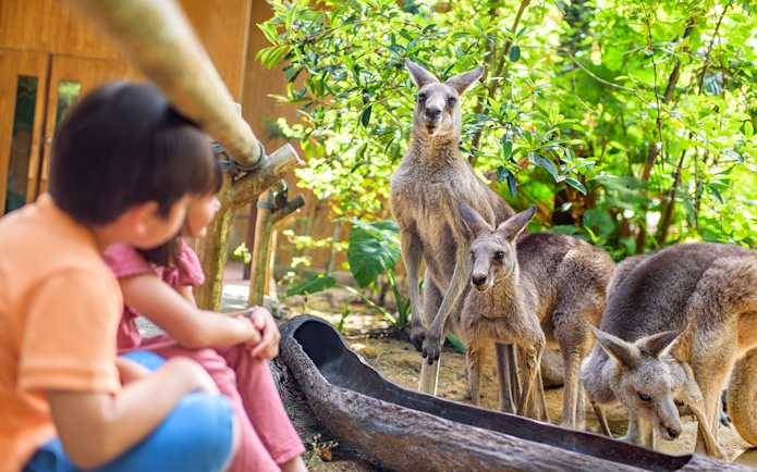 Children observing kangaroos at a zoo exhibit.