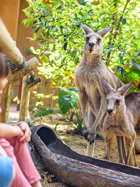 Children observing kangaroos at a zoo exhibit.