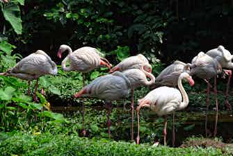 singapore zoo-2