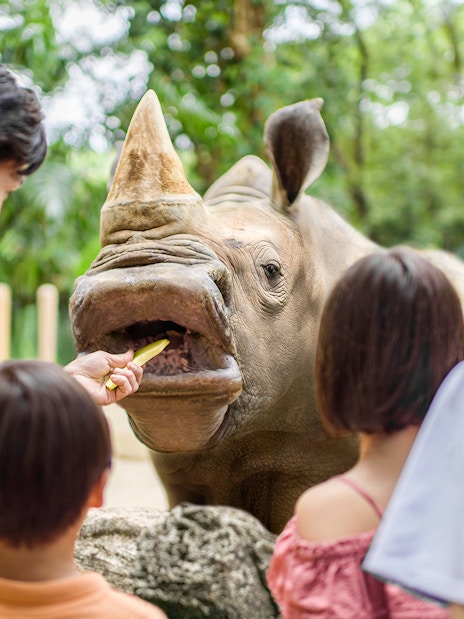 Family feeding a rhino at Singapore Zoo.