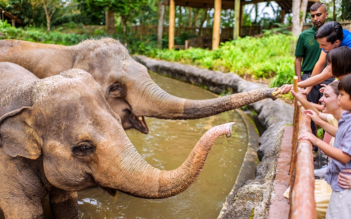 Visitors feeding elephants at Singapore Zoo.