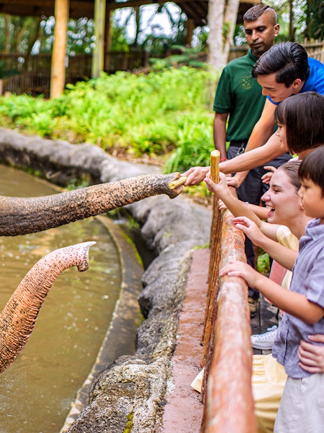 Visitors feeding elephants at Singapore Zoo.