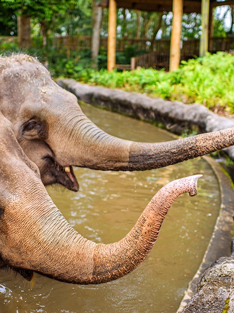 Visitors feeding elephants at Singapore Zoo.