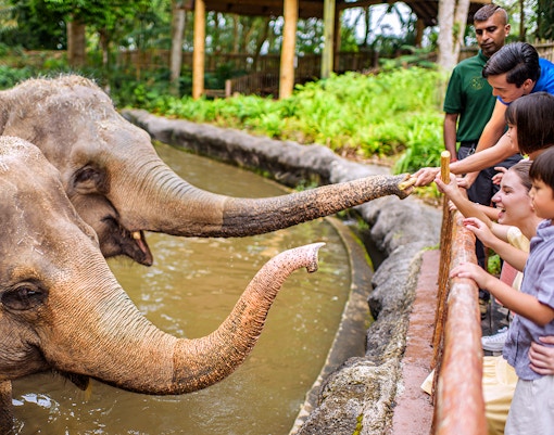 Visitors feeding elephants at Singapore Zoo.