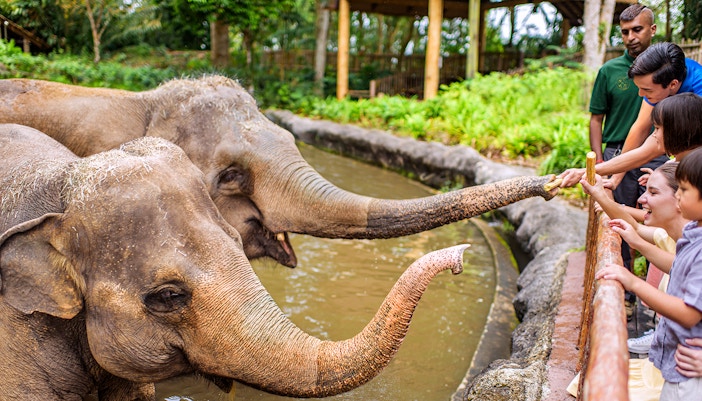 Visitors feeding elephants at Singapore Zoo.