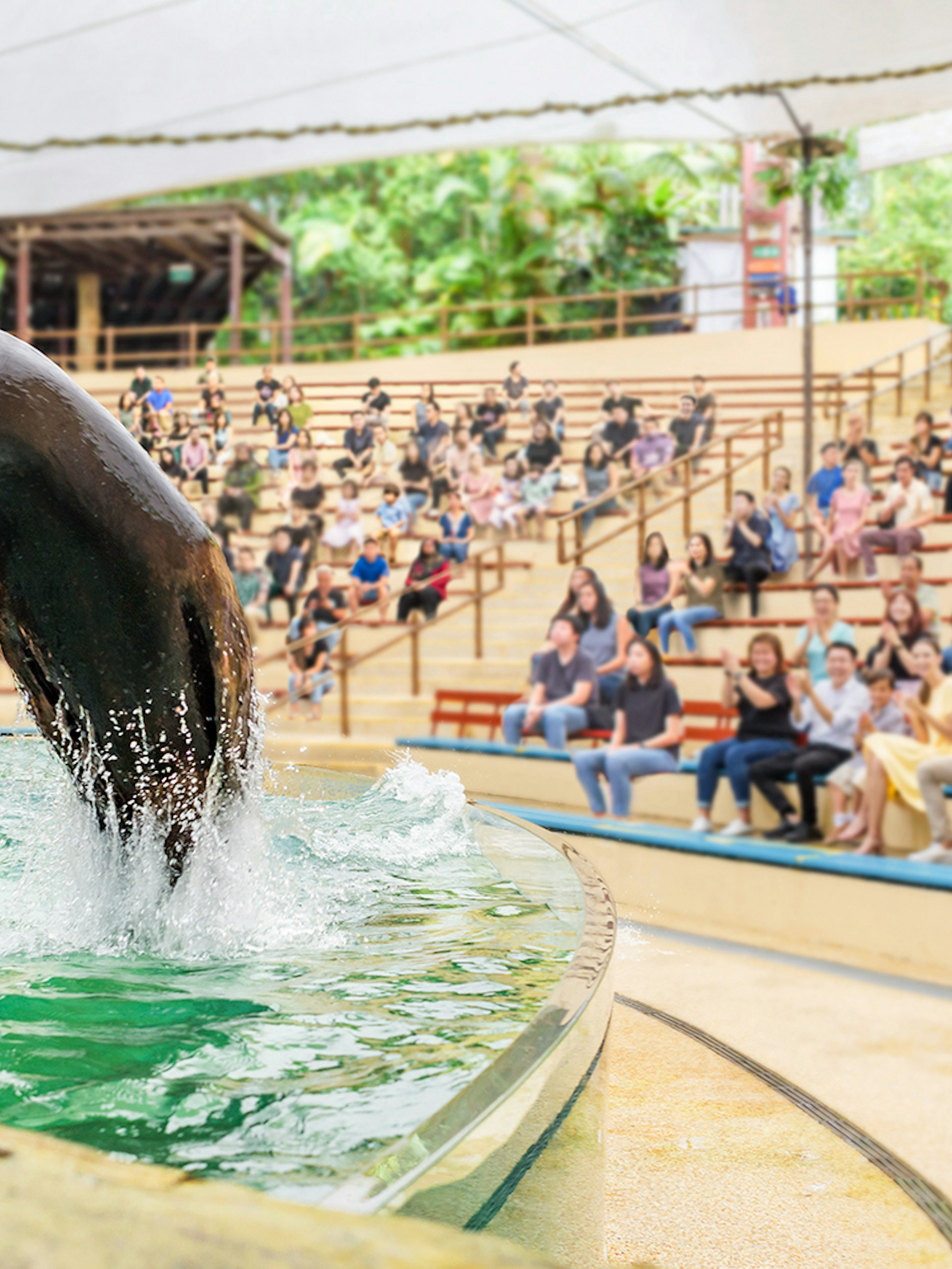 Sea lion performing at Singapore Zoo with audience watching.