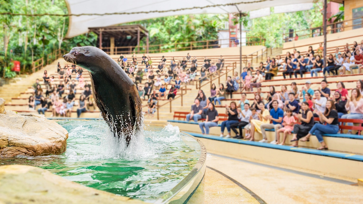 Sea lion performing at Singapore Zoo with audience watching.