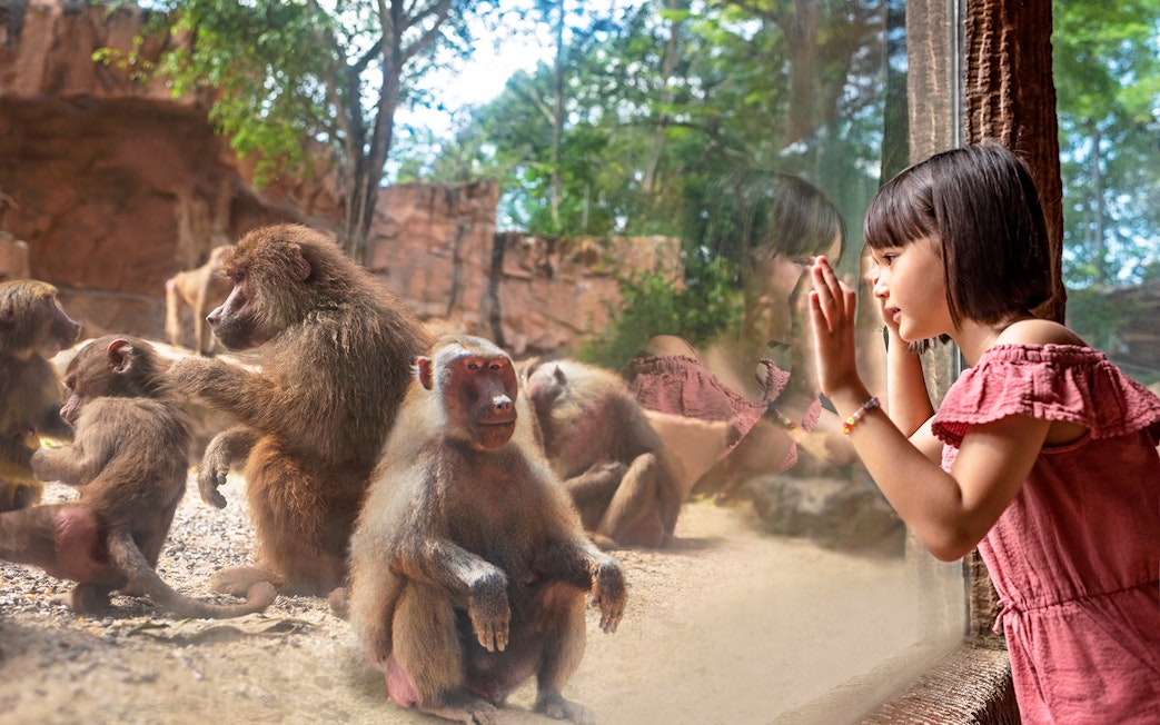Child observing baboons through glass at Singapore Zoo.