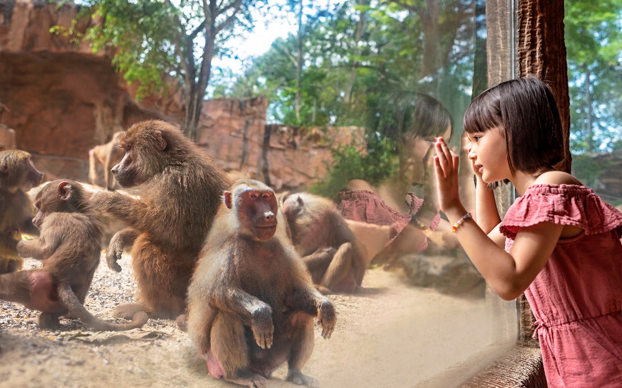 Child observing baboons through glass at Singapore Zoo.