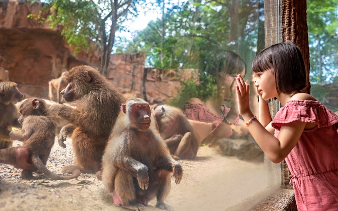 Child observing baboons through glass at Singapore Zoo.