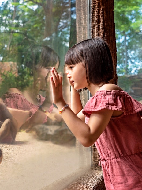 Child observing baboons through glass at Singapore Zoo.