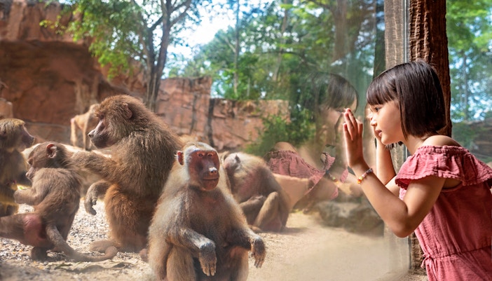 Getting to Singapore Zoo