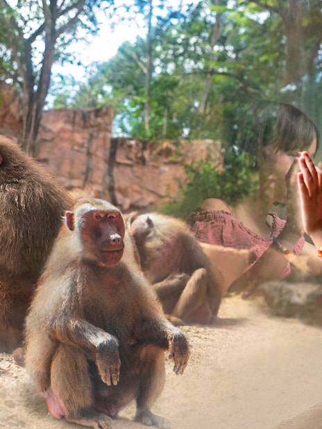 Child observing baboons through glass at Singapore Zoo.