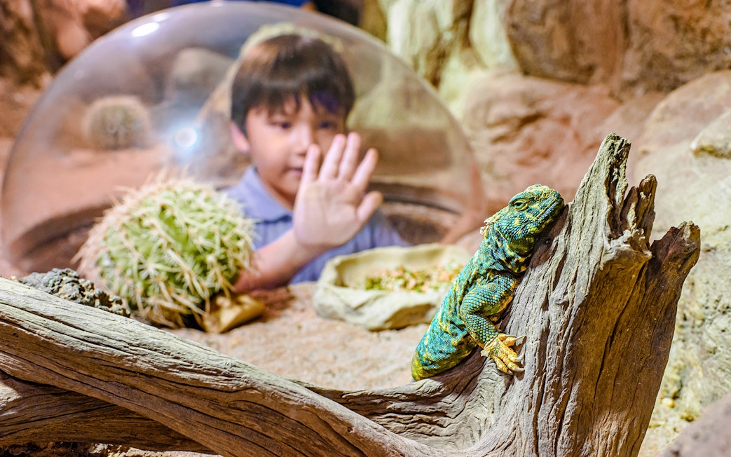 Child observing a lizard on a log at Singapore Zoo reptile exhibit.
