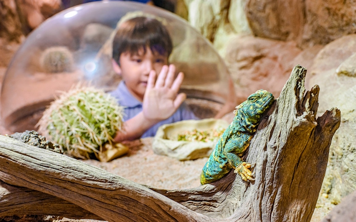Child observing a lizard on a log at Singapore Zoo reptile exhibit.